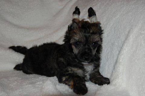 Crested Vixen's Prince