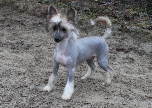 Le Magic BoyTop Model De Rama