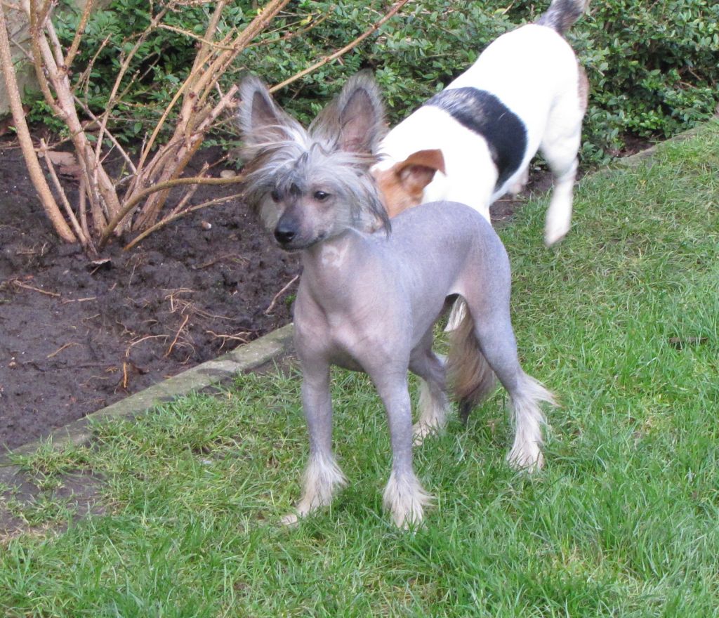 Lady Dragon Top Model De Rama