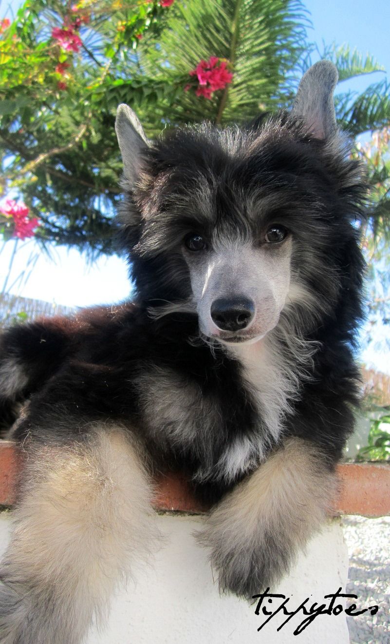 Tippytoes Magic To The Bone