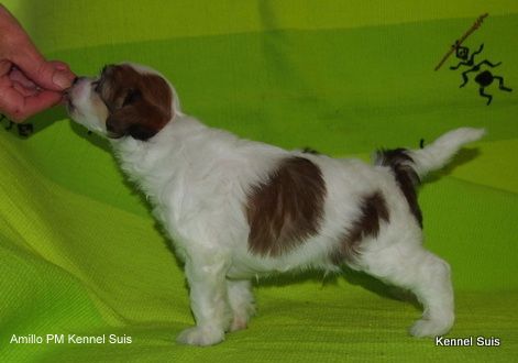 Suis Amillo Last But Always First