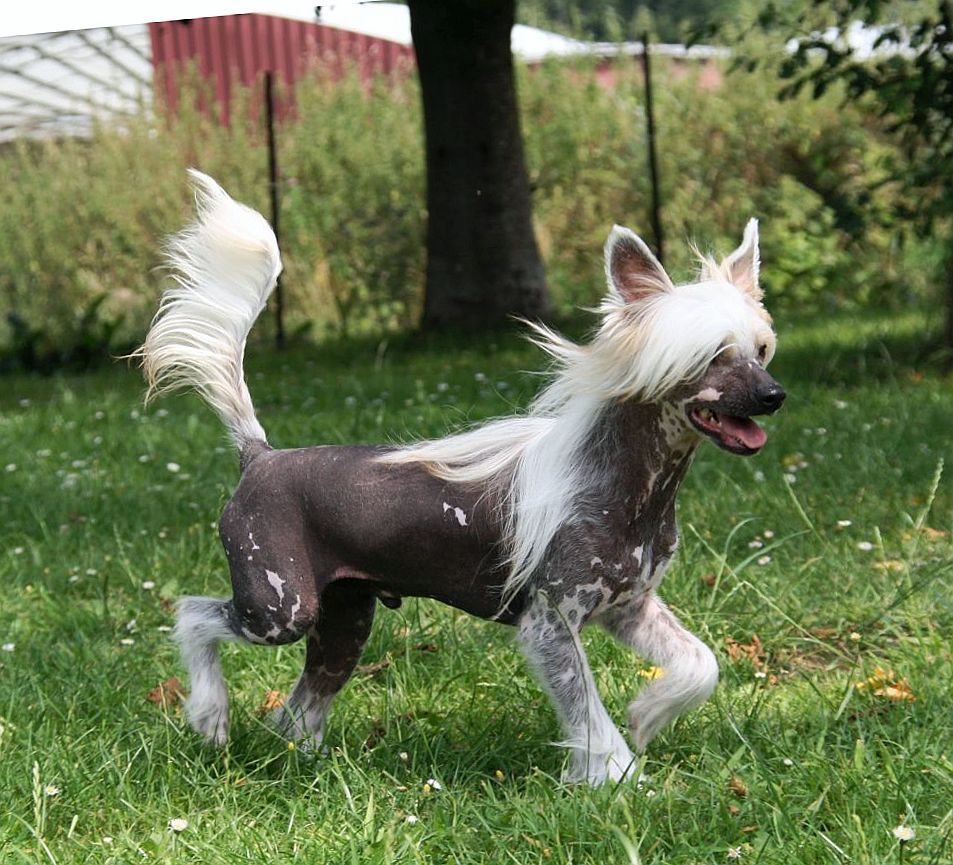 Suis Adingo Call Me Dingo