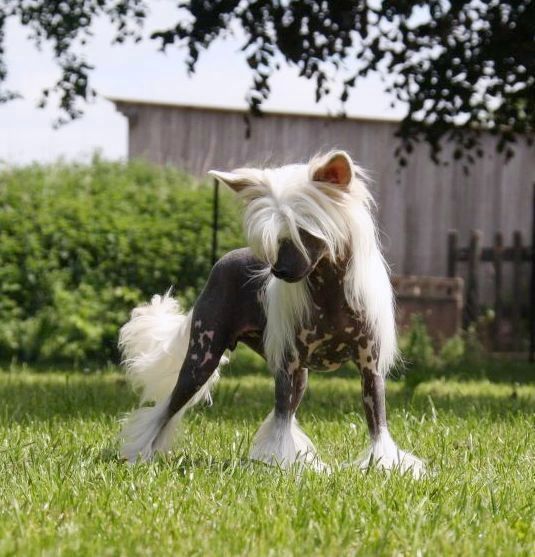 Suis Akina Yes That's My Girl