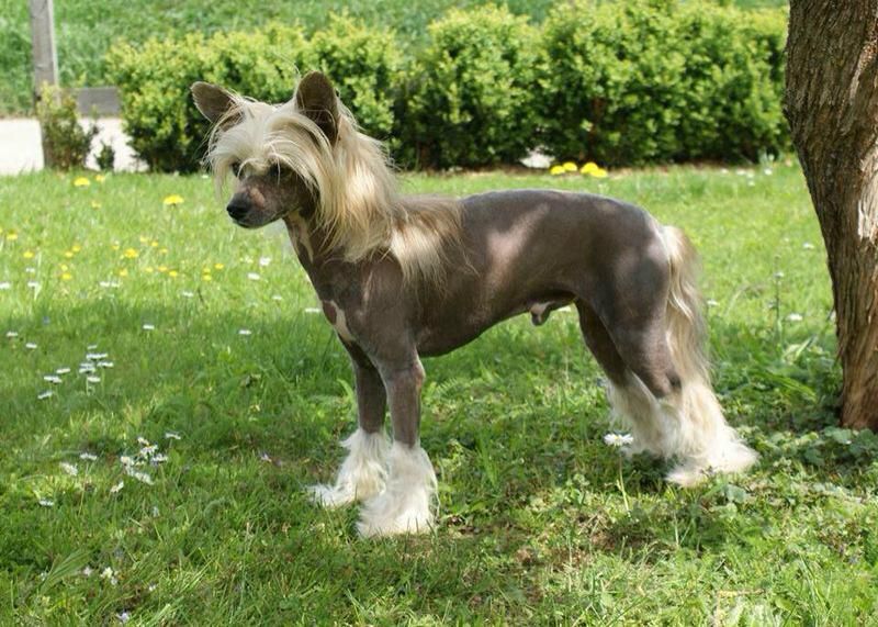 Laureola's Spongebob