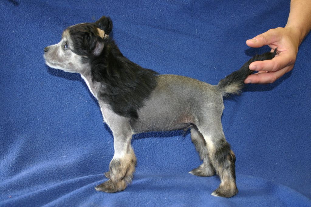 Laureola's Tequila Sunrise