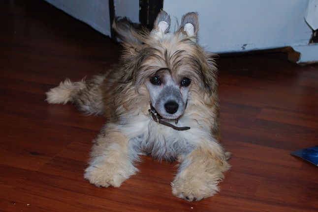 Kinapuffens Glitter Girl