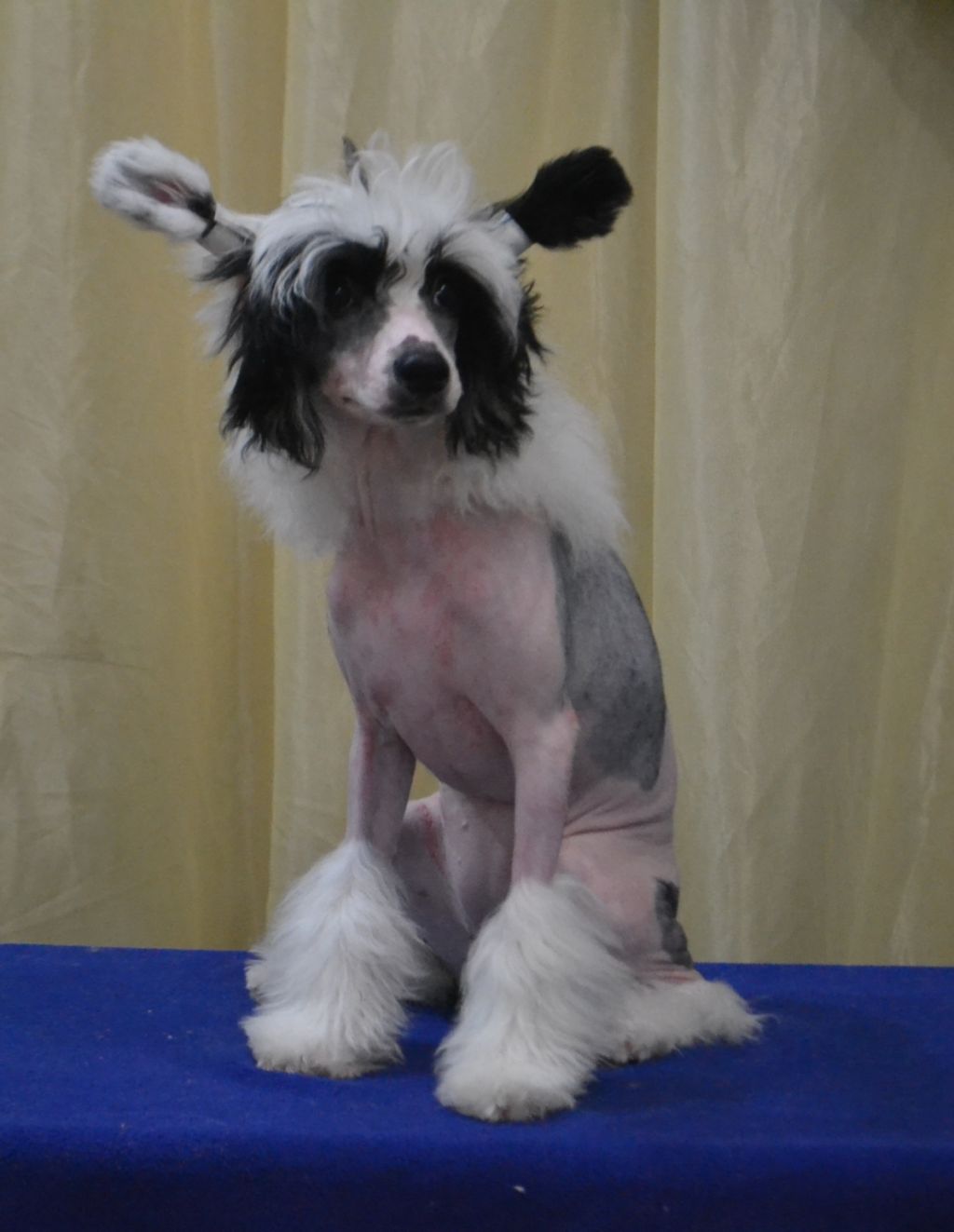 Fiery Fame Berry Favorite