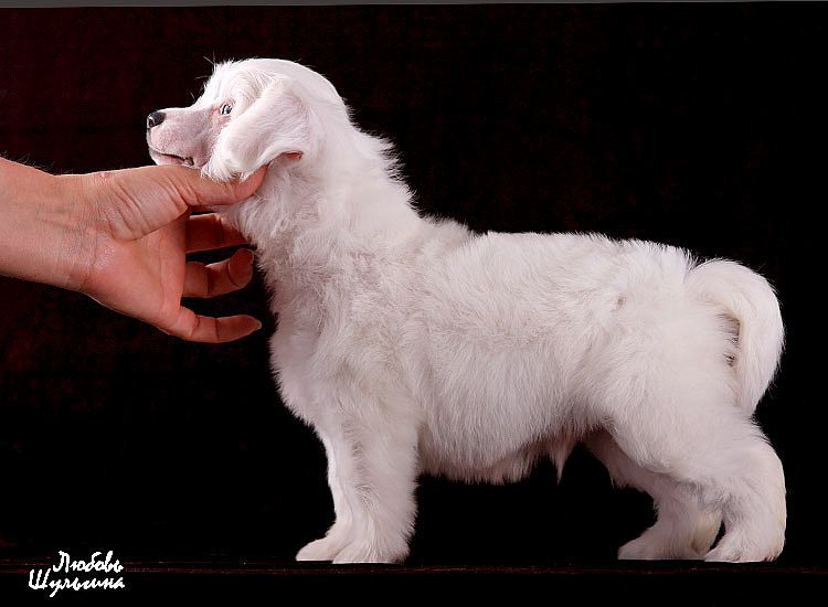 My Vanity Fair Altair (puff)