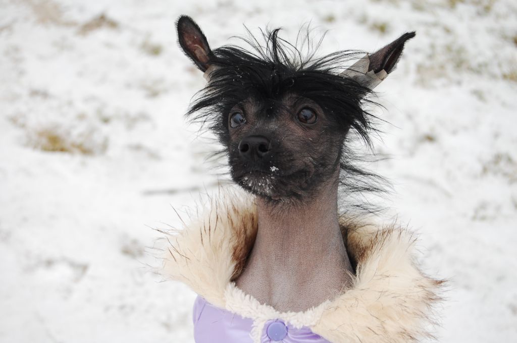 Metamorfoza Roingold