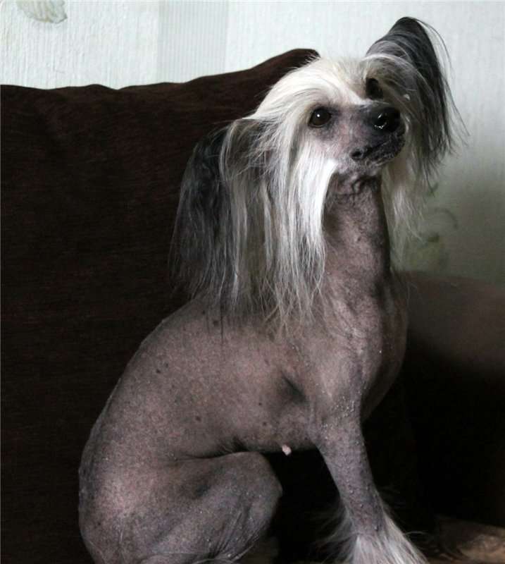 Di'Or Gran Show Gratsija Puazon