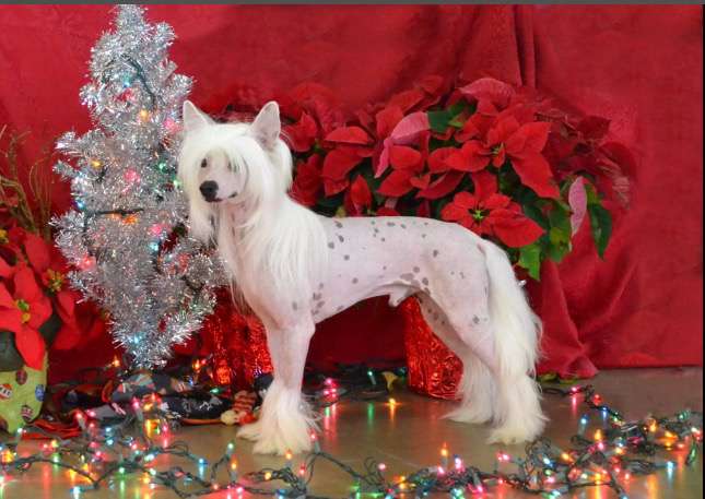 Whispering Lane I Shot The Sheriff