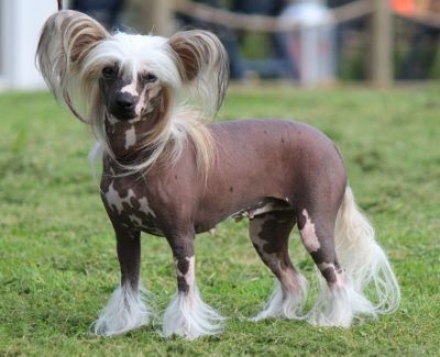 Proud Pony Naked Truth