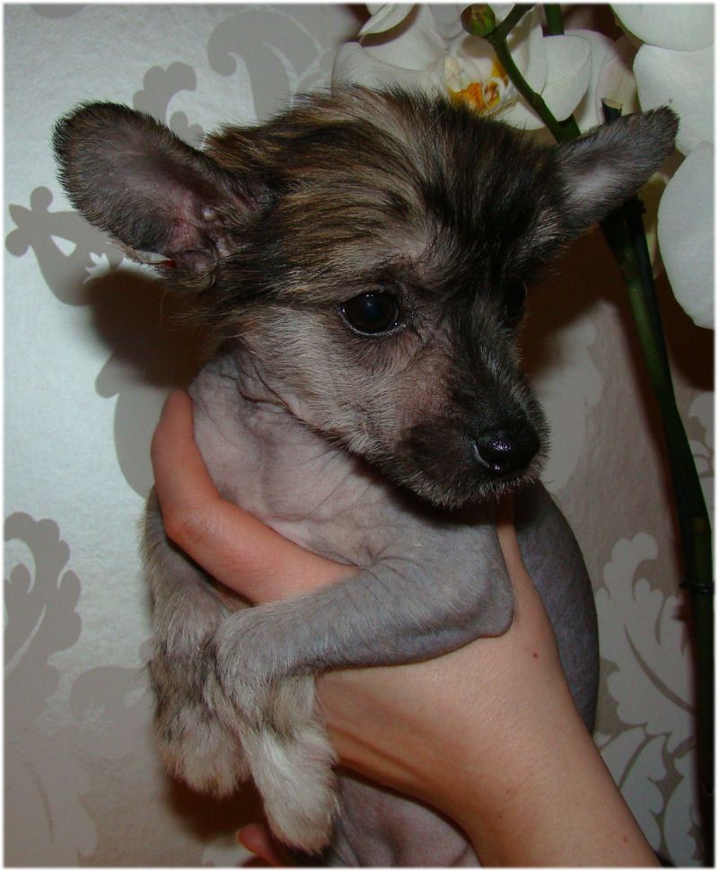 Baby Pearl Alaska
