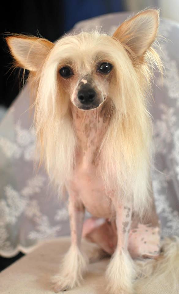 Spotifly Abalone Dots N'Spots