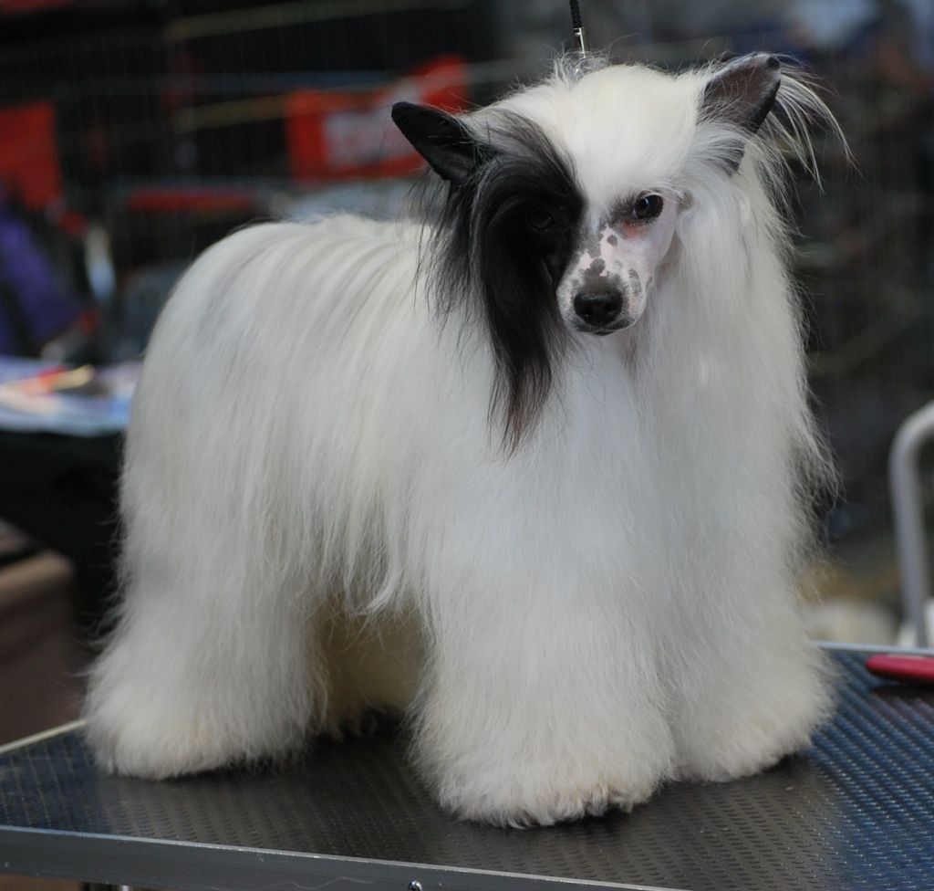 Little Dog Of Dream Handsome Caribbean