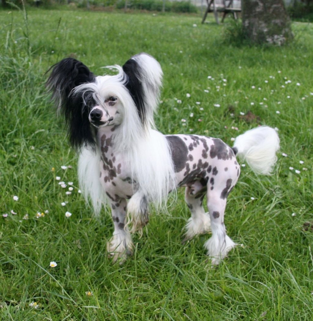 Little Dog Of Dream Heart Of Pirate