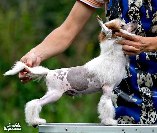 Olegro Katrin Lunar Maserati