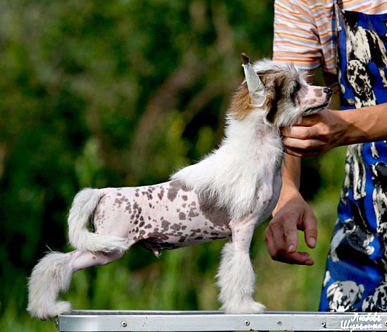 Olegro Katrin Lead Role