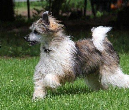 Dîndhâli Hoshi Fujihikô