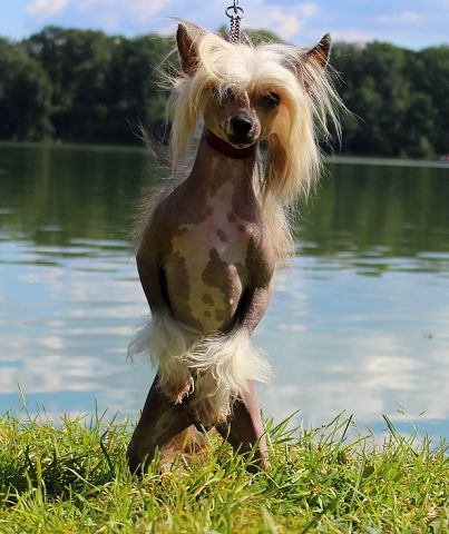 Angel O' Check Veshnaya Lubov