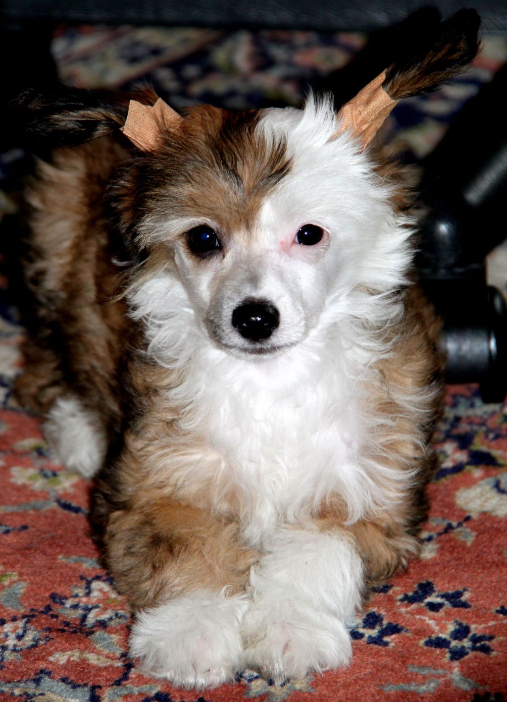 Etual Asandant Eyrin