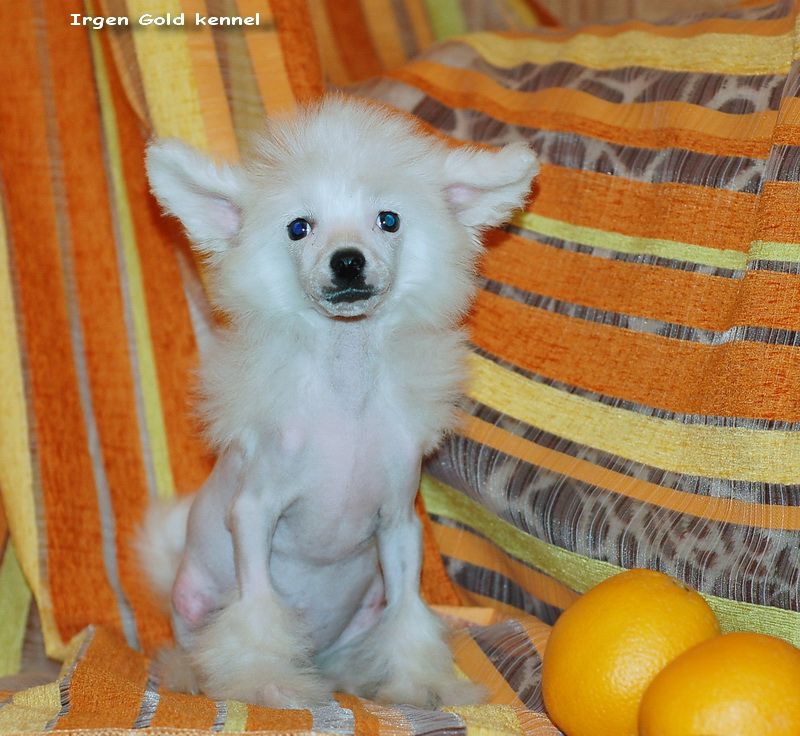 Irgen Gold Rocky Balboa