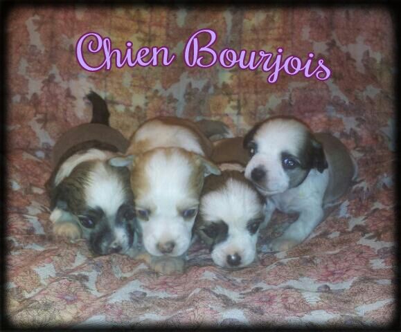 Helado de le Chien Bourjois