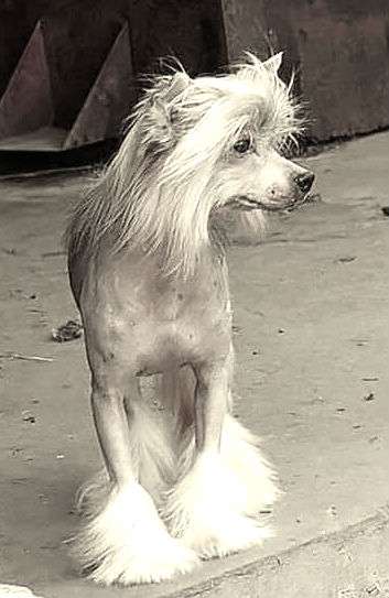 Pryncypalek Next Germanika