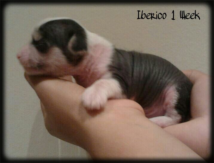 Iberico de le Chien Bourjois