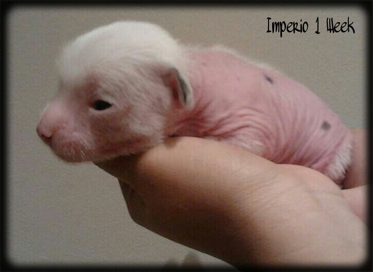 Imperio de le Chien Bourjois