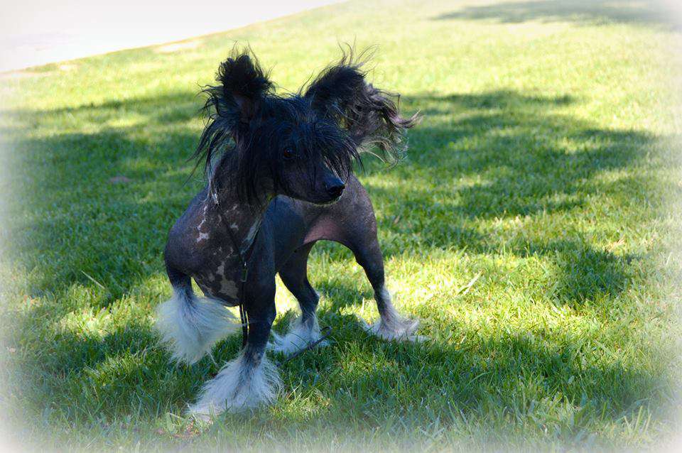 Isia de le Chien Bourjois