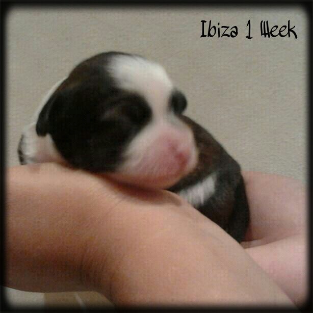 Ibiza de le Chien Bourjois