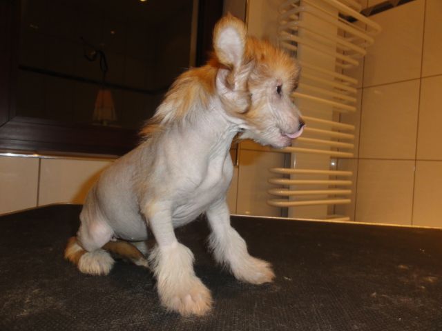 Frendor's Mastercard