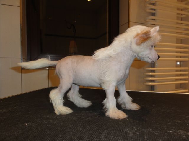 Frendor's Made in Germany