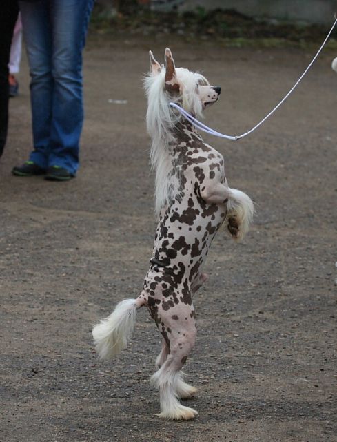 Sspoloch Show Rely On Me