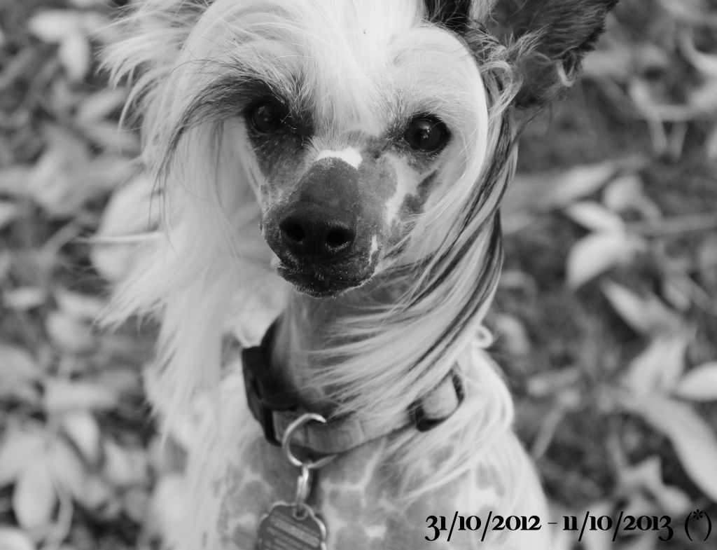 Just  My Love Sasima(fci)