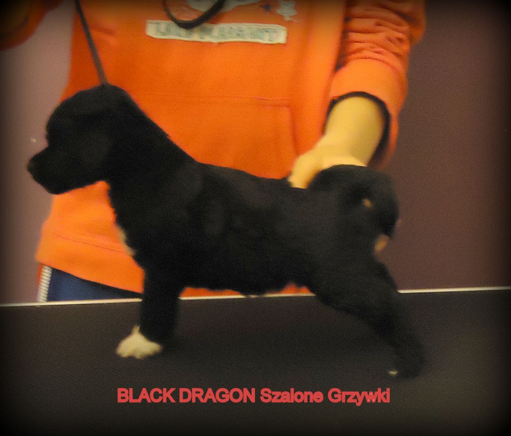 Black Dragon Szalone Grzywki