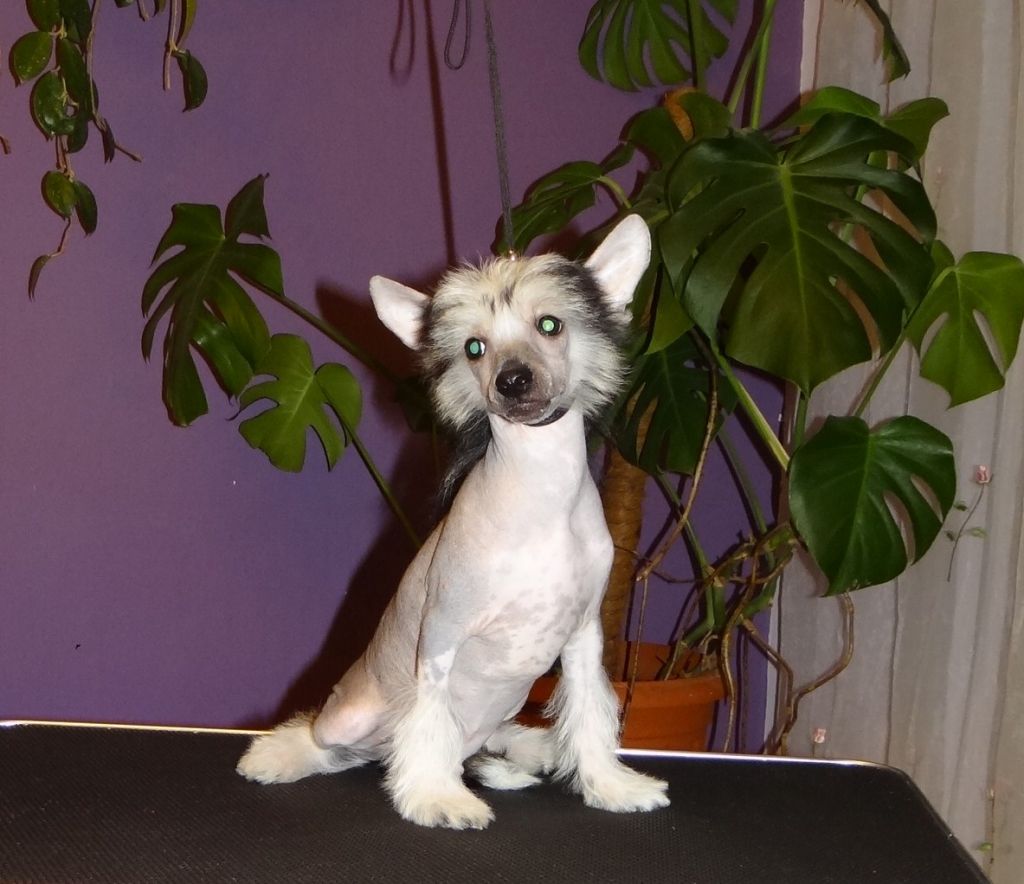 Bodyguard Szalone Grzywki