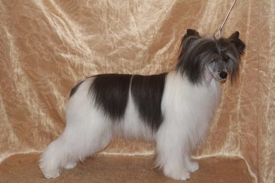 Unbeaten Uma Rosa Thea FCI