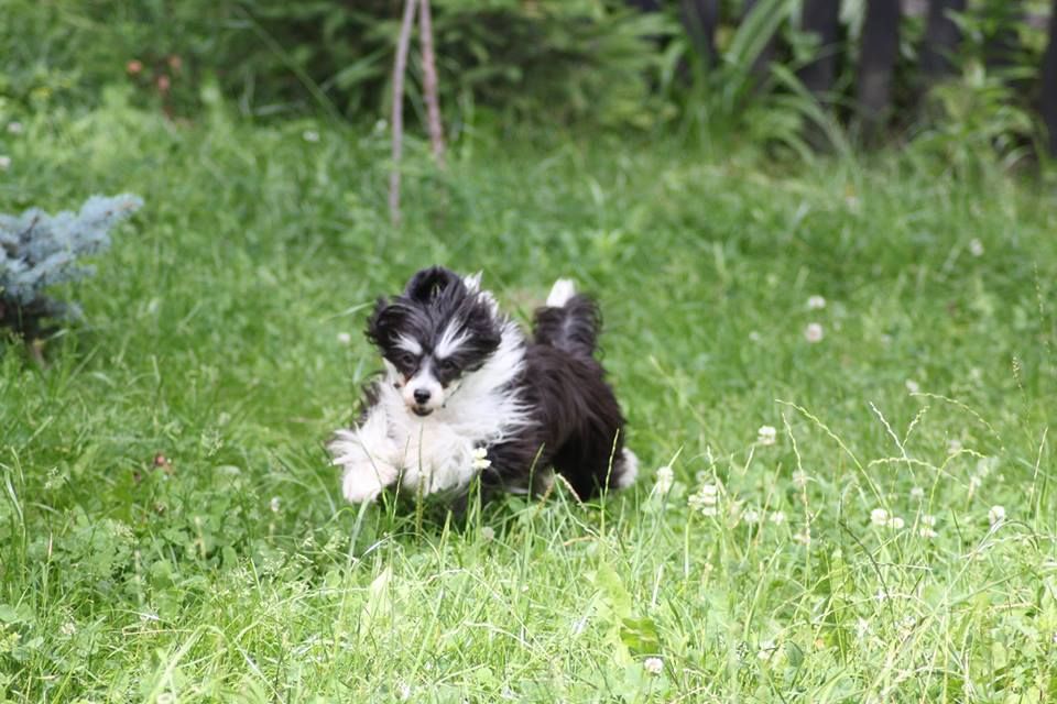 Just My Imagination Sasima(fci)