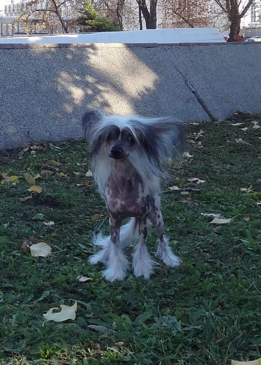 Naimuluna Line Cunami Layt