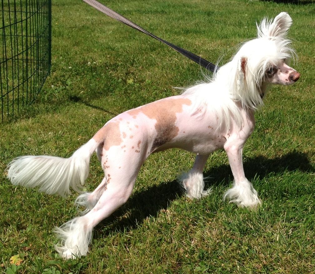 Blue Wing's Dollar N Dimes