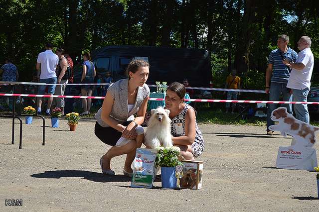 Credo Marini Tori Believe In Dream