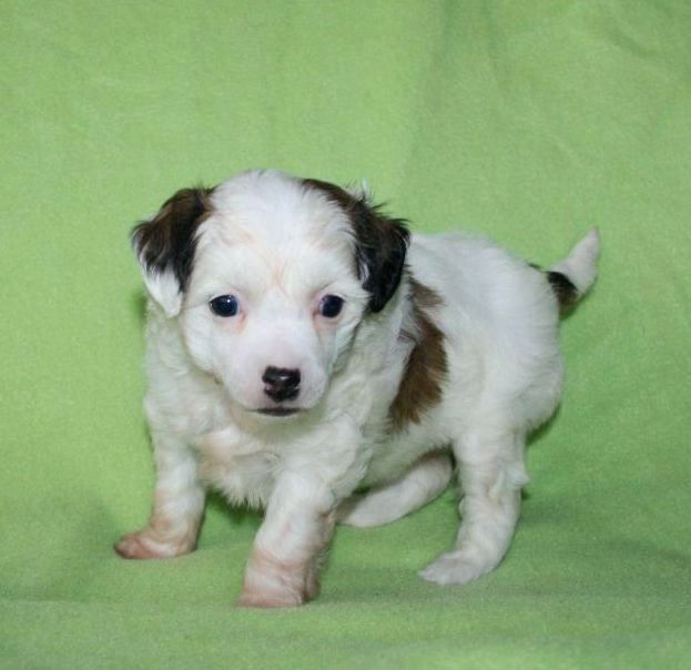 Be My Dog's Diamonds Forever