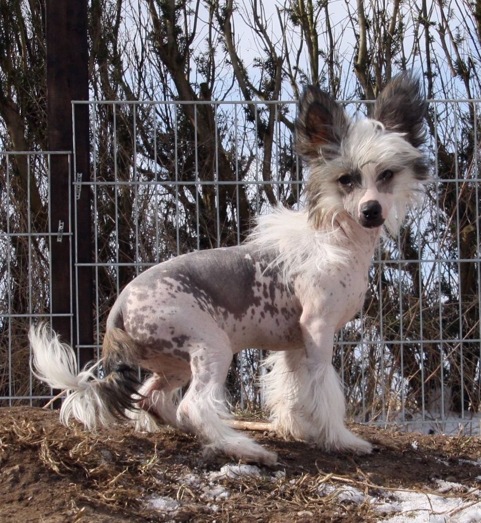 Be My Dog's Don't  Boss Me Around