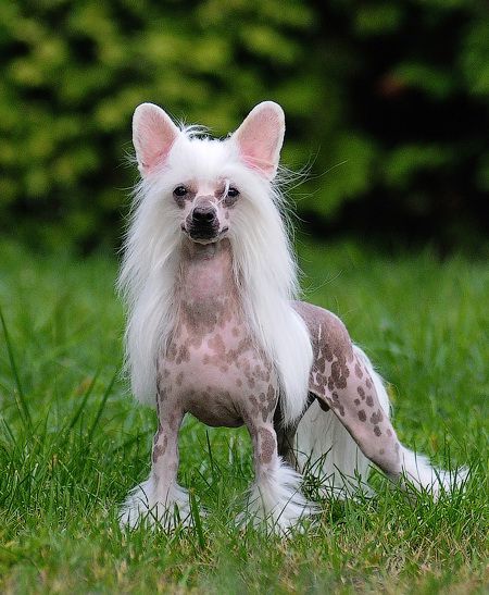 Orero Lovely Brava"iz Vanilnychsnow