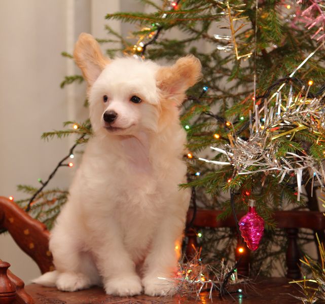 Orero Lovely Bonny Mischka