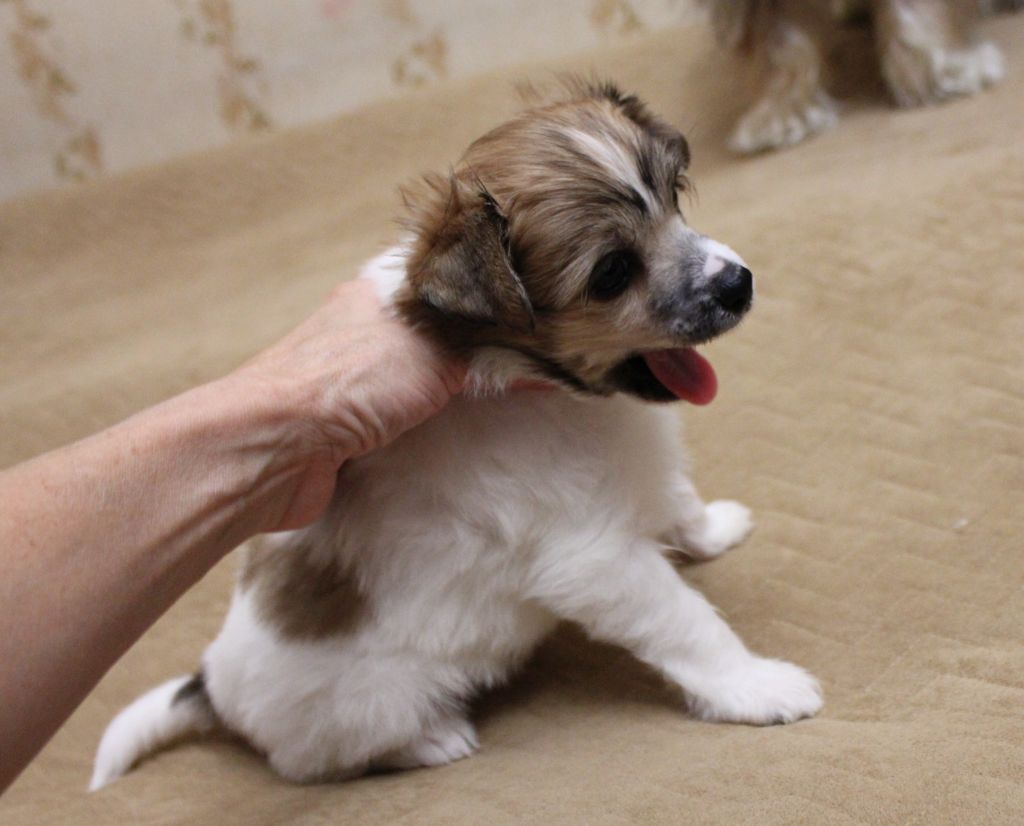 Laisan Island Great Fortune