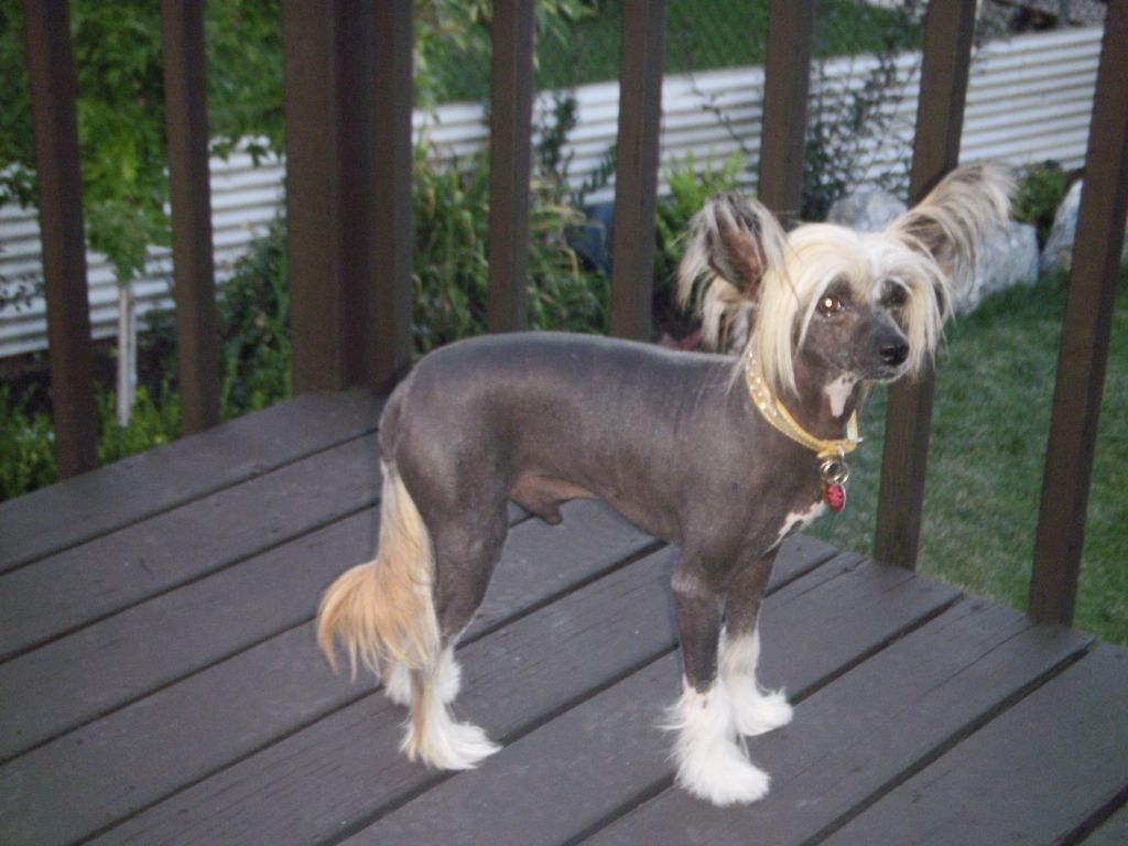 Boston King of Bunker hill