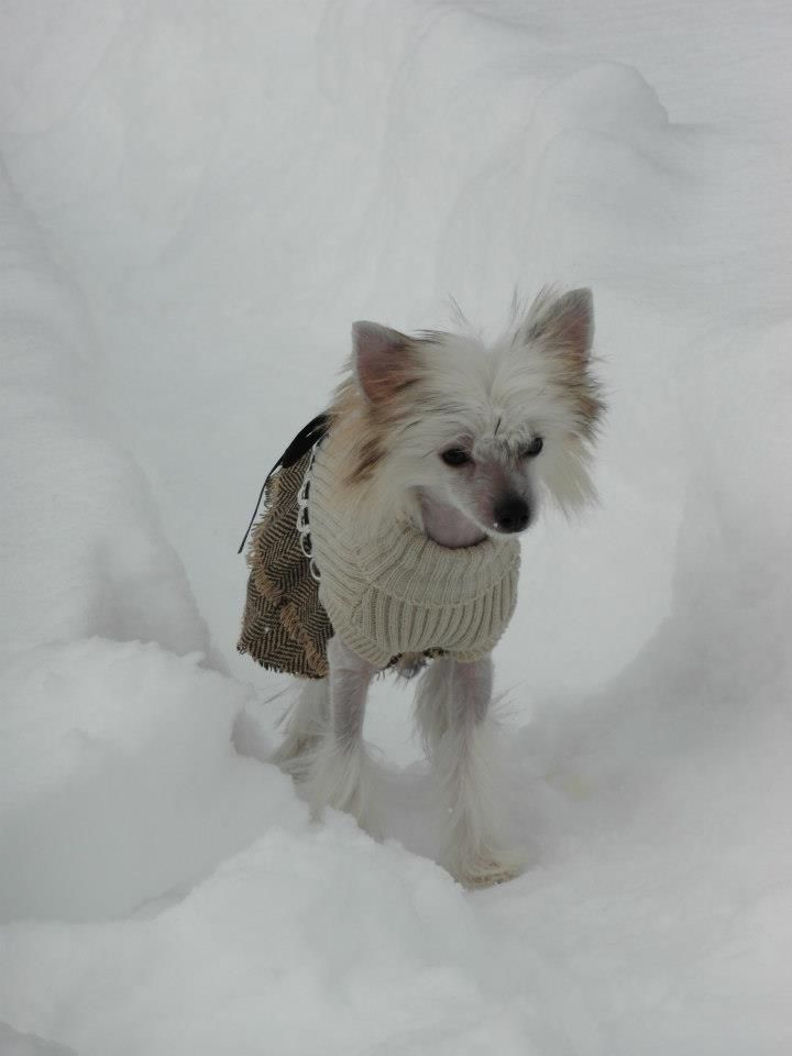 Dazedook's 1 Tough Vampire